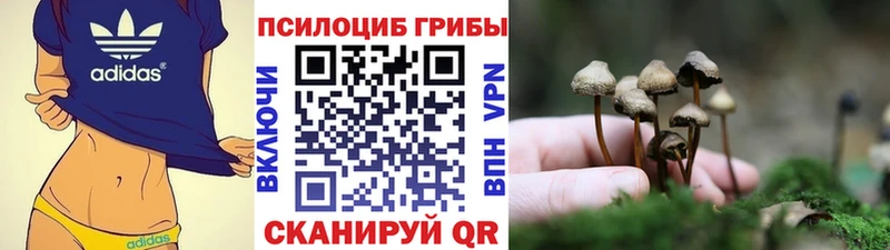 Псилоцибиновые грибы Psilocybine cubensis  Купить  Звенигород 